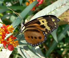 Tithorea harmonia pseudethra