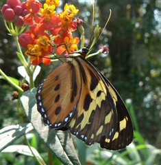 Tithorea harmonia pseudethra