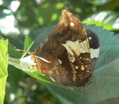Hypna clytemnestra huebneri