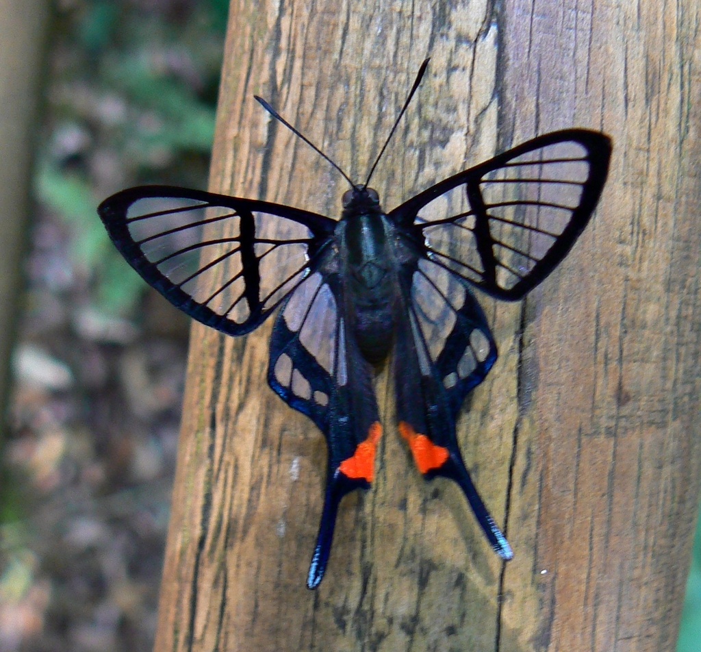 Chorinea amazon