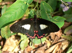 Mimoides lysithous rurik