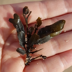 Fucus guiryi