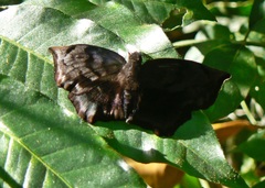 Achlyodes busirus rioja