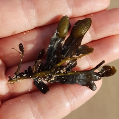 Fucus guiryi