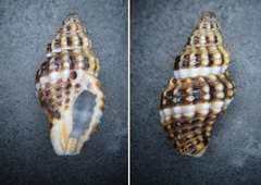 Aplus dorbignyi