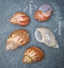 Tricolia speciosa