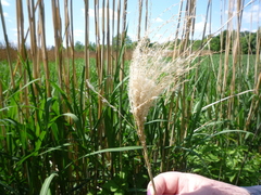 Miscanthus × longiberbis