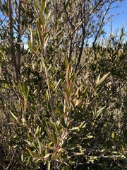 Pleradenophora bilocularis