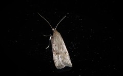 Phaeosaces apocrypta