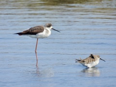 Himantopus himantopus