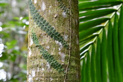 Marcgravia rectiflora