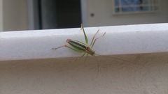 Poecilimon macedonicus