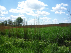 Miscanthus × longiberbis