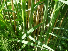 Miscanthus × longiberbis