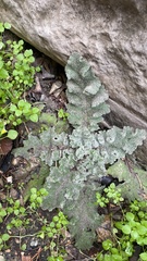 Salvia aethiopis