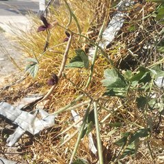 Macroptilium atropurpureum