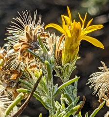 Ericameria pinifolia