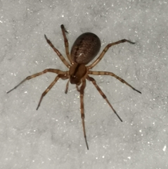 Stemonyphantes lineatus