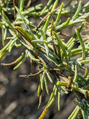 Ericameria pinifolia