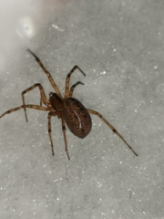 Stemonyphantes lineatus