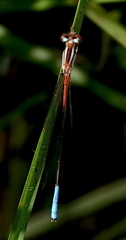 Mesamphiagrion