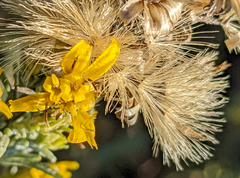 Ericameria pinifolia