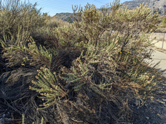 Ericameria pinifolia