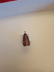 Eueretagrotis attentus