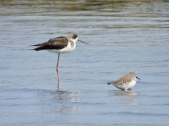 Calidris ferruginea