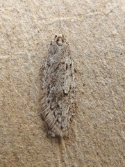 Semioscopis inornata