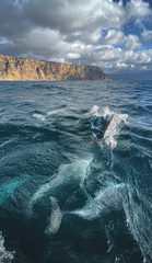 Tursiops truncatus ponticus