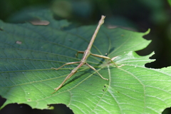 Lamponius portoricensis