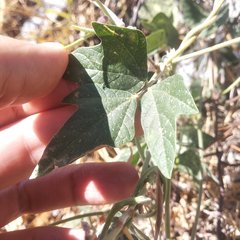 Macroptilium atropurpureum