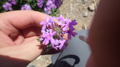 Glandularia latilobata