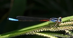 Mesamphiagrion