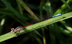 Mesamphiagrion