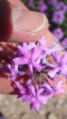 Glandularia latilobata