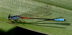 Mesamphiagrion