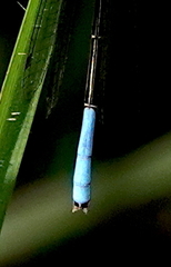 Mesamphiagrion