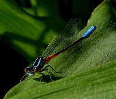 Mesamphiagrion