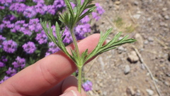 Glandularia latilobata