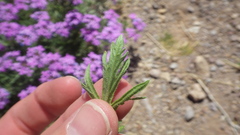 Glandularia latilobata