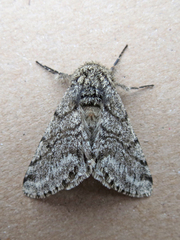 Lycia ursaria