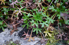 Saxifraga fragilis