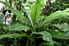 Lobelia robusta