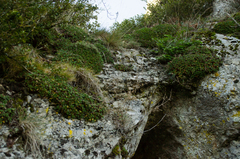 Saxifraga fragilis