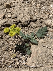 Lomatium foeniculaceum fimbriatum