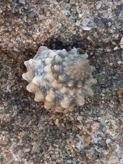 Echinolittorina tuberculata