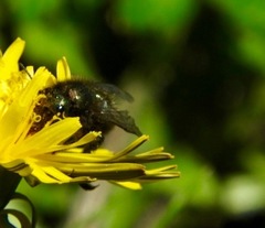 Osmia lignaria propinqua