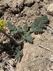 Lomatium foeniculaceum fimbriatum